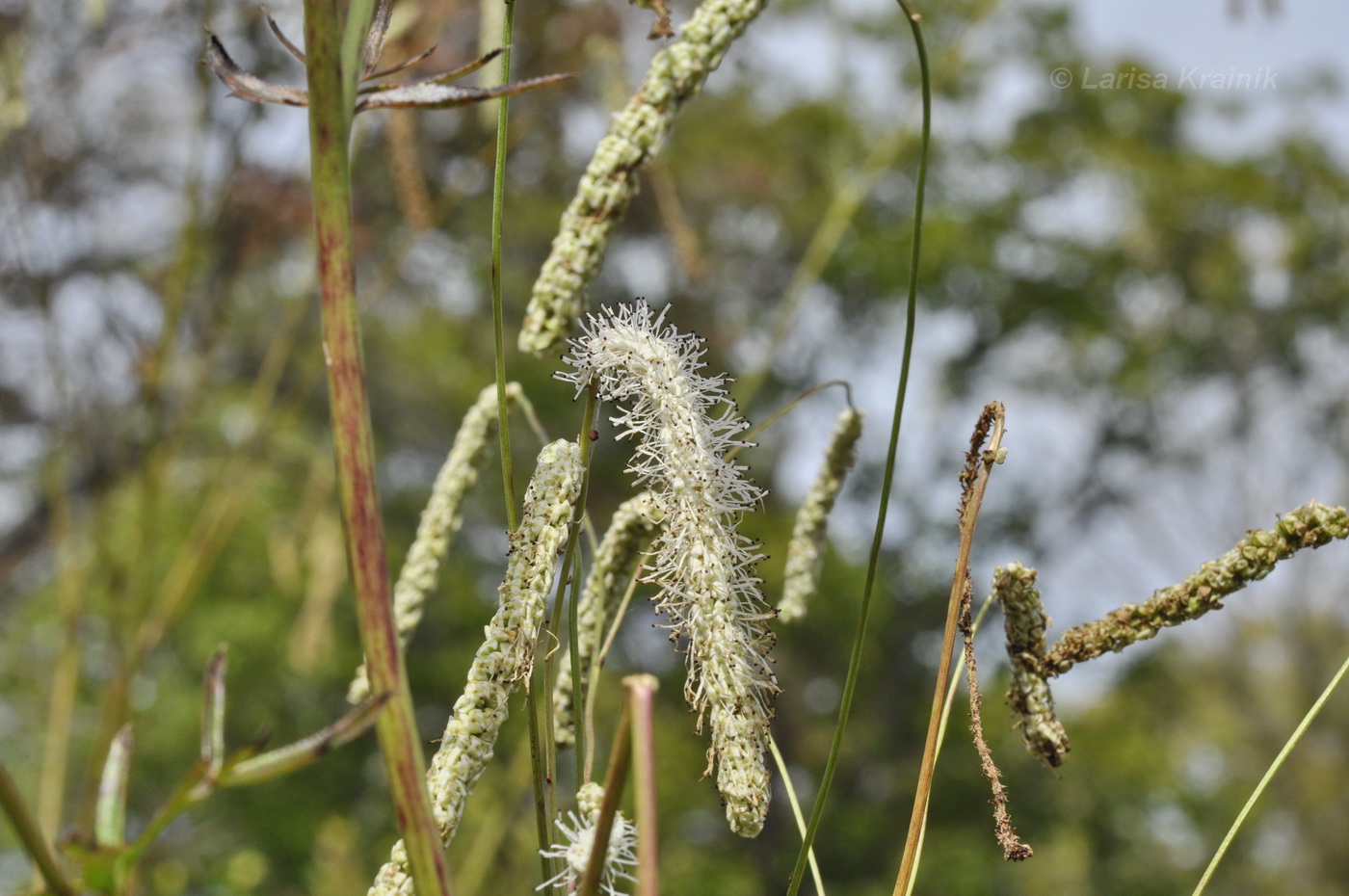 Image of Sanguisorba parviflora specimen.