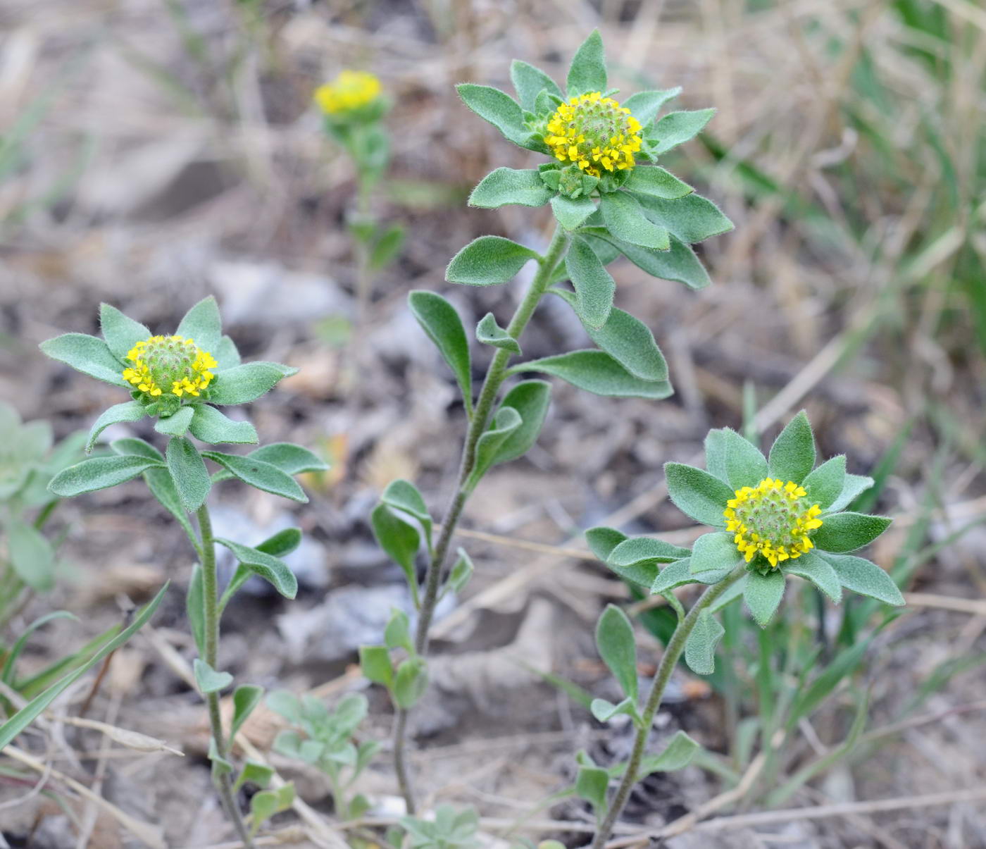 Image of Alyssum dasycarpum specimen.