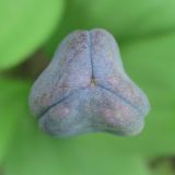 Erythronium sibiricum. Незрелый плод (вид сверху). Окр. Томска, опушка сосново-берёзового леса. 07.06.2010.
