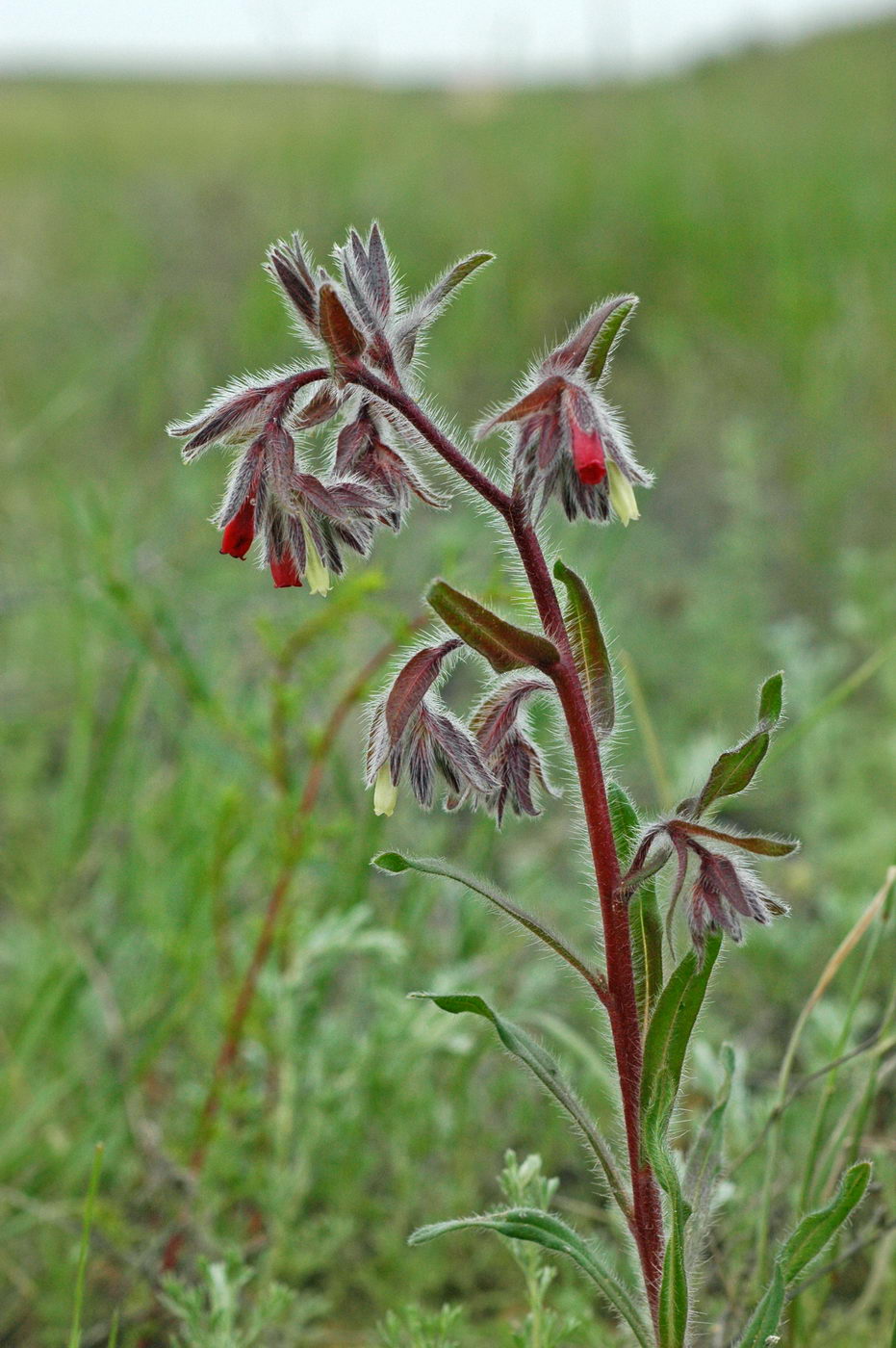 Изображение особи Onosma polychroma.