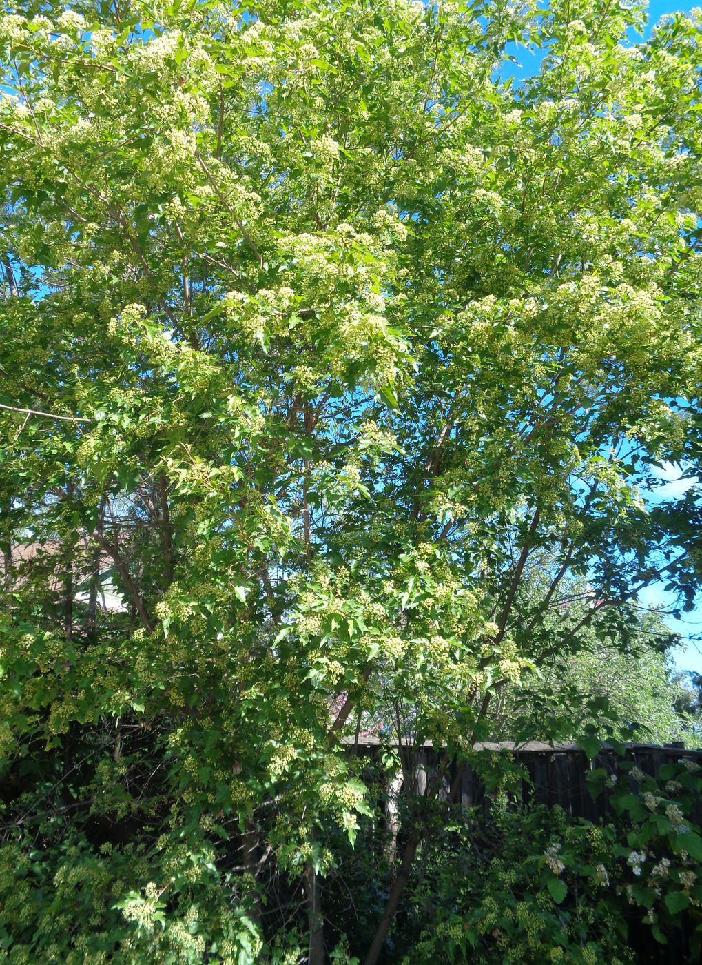 Image of Acer tataricum specimen.