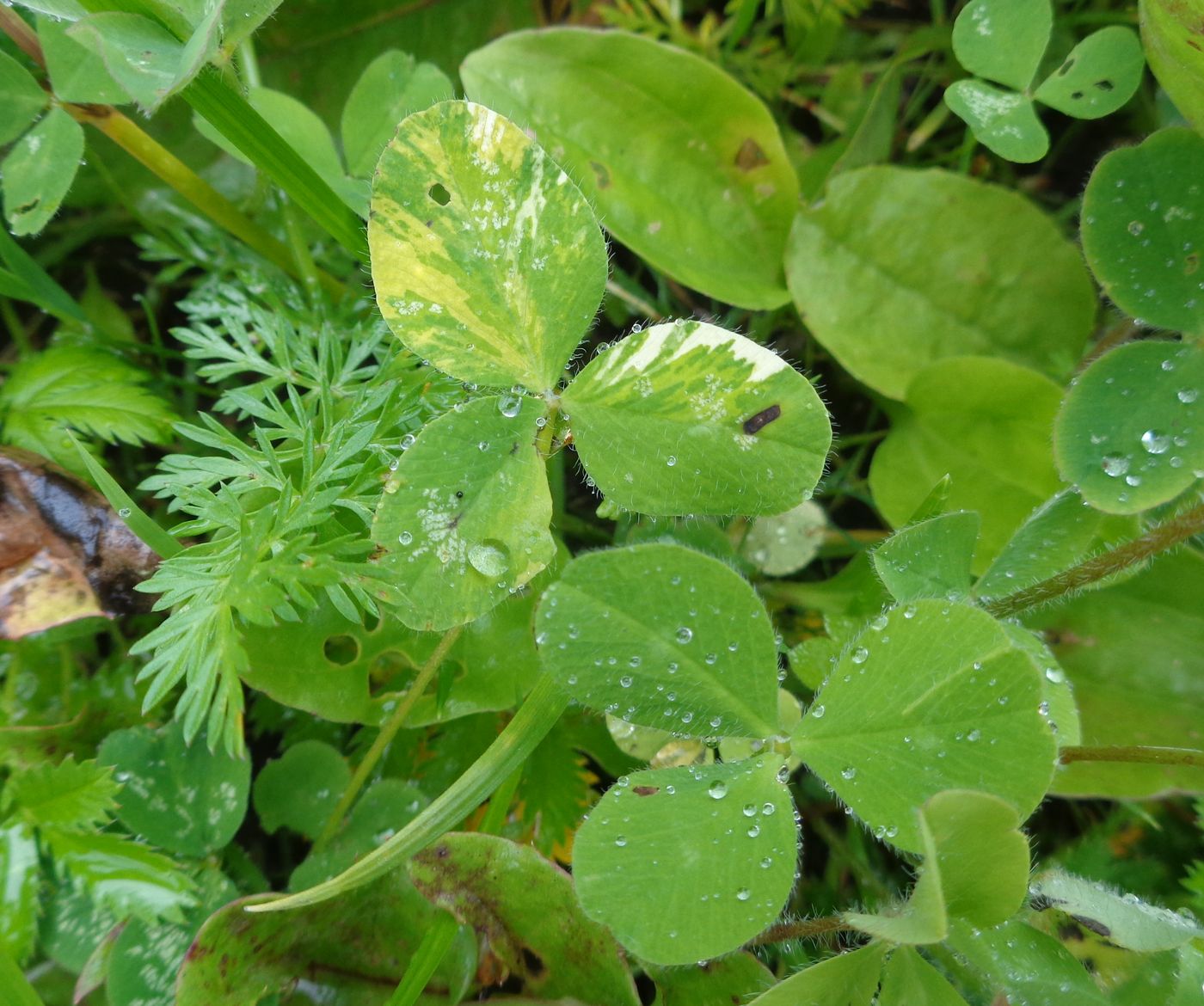 Image of Trifolium repens specimen.