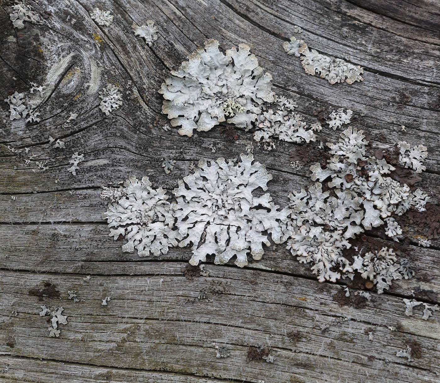 Image of Parmelia sulcata specimen.