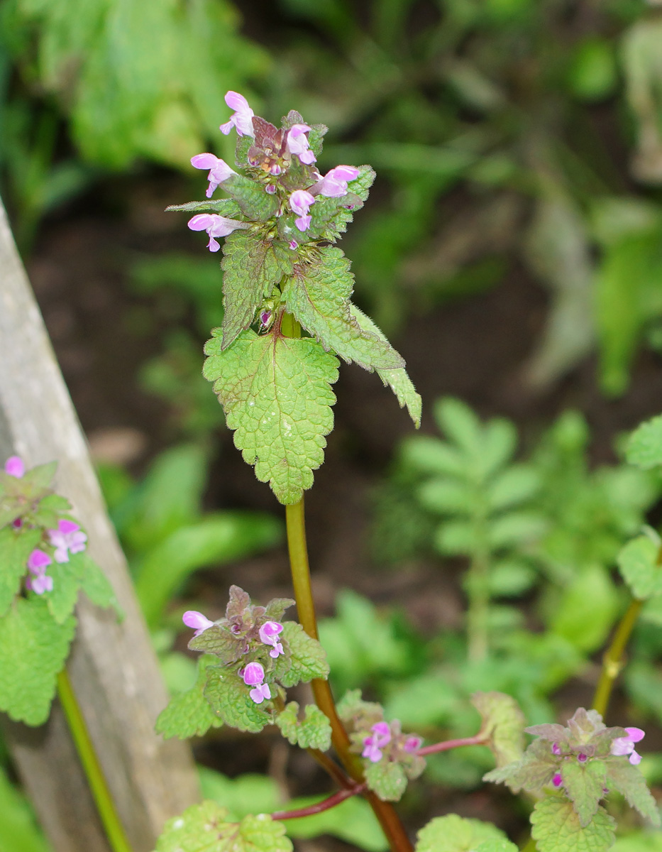 Изображение особи Lamium purpureum.