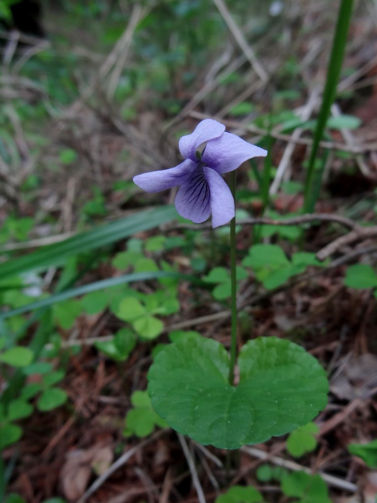 Image of Viola palustris specimen.