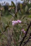 Andromeda polifolia
