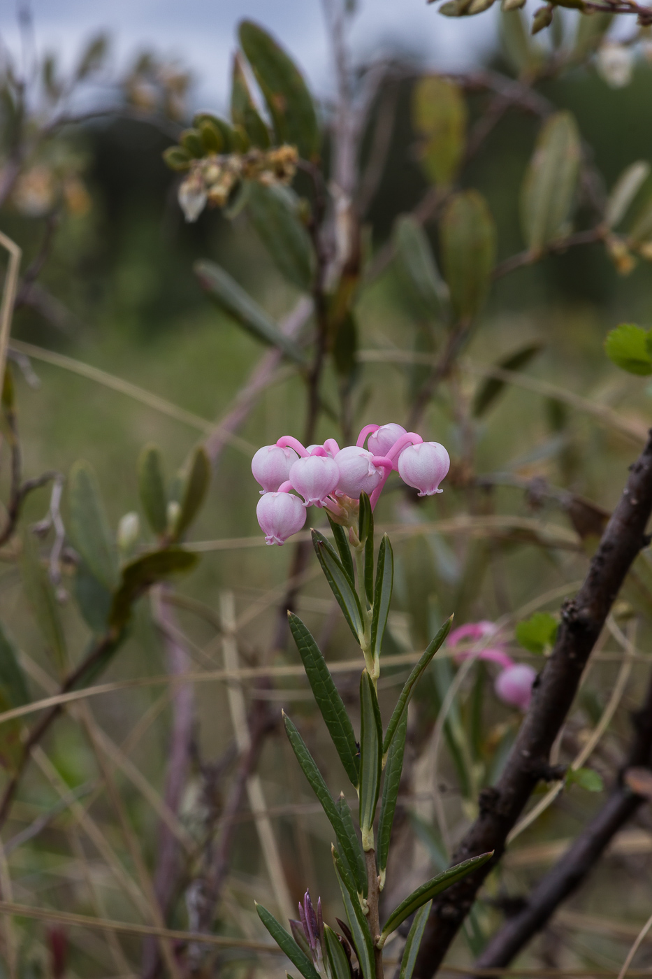 Изображение особи Andromeda polifolia.