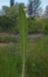 genus Pilosella