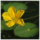 Nymphoides peltata