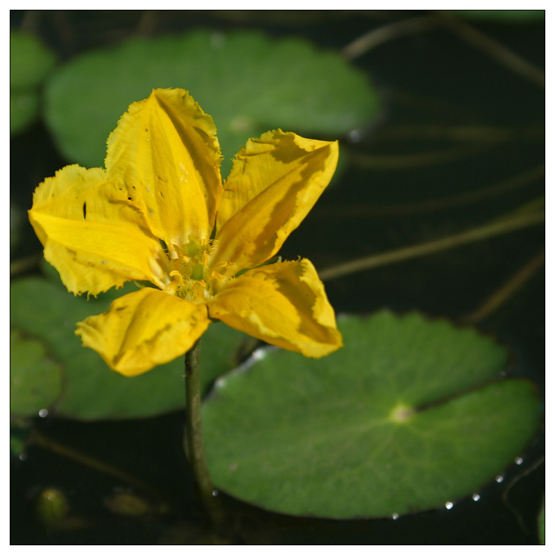 Image of Nymphoides peltata specimen.