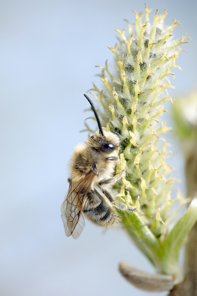 Image of Salix gmelinii specimen.