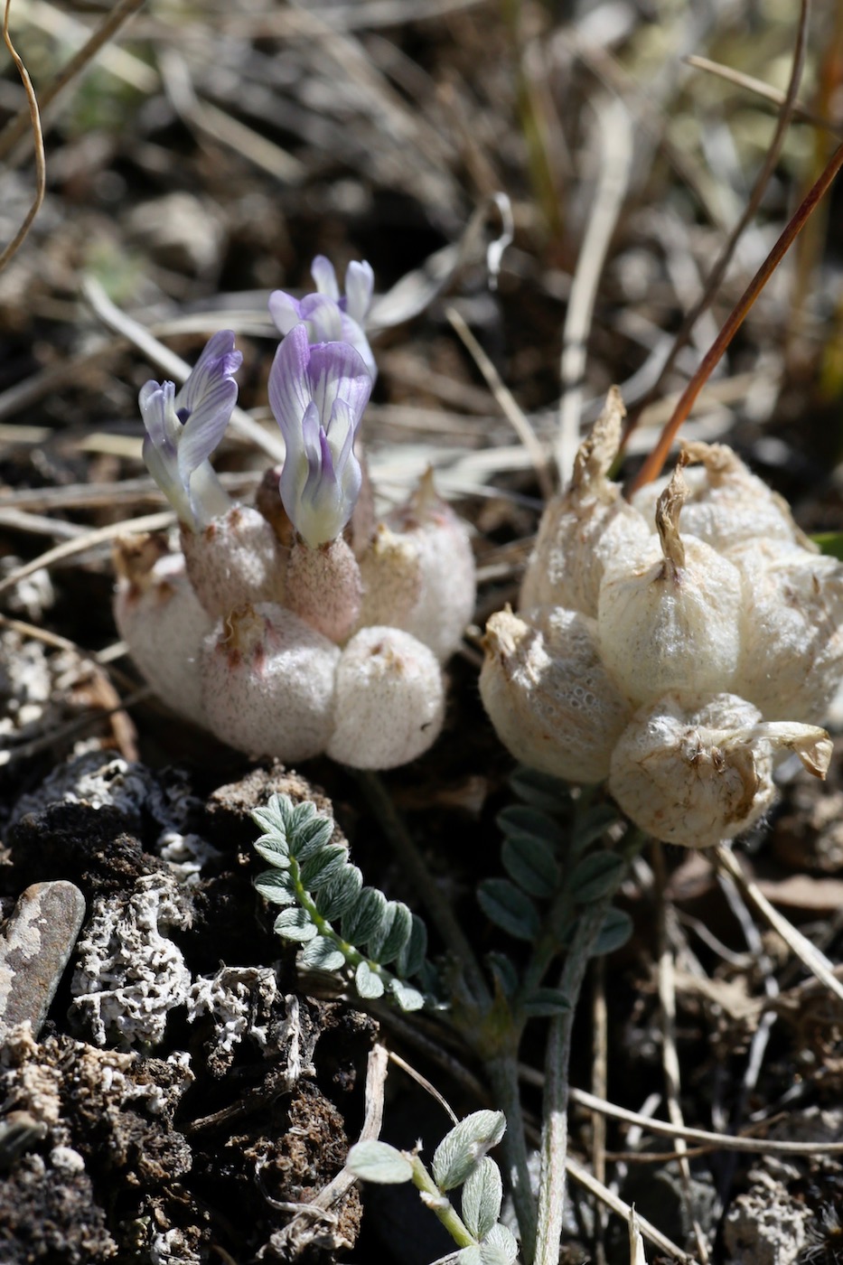 Image of Astragalus nivalis specimen.