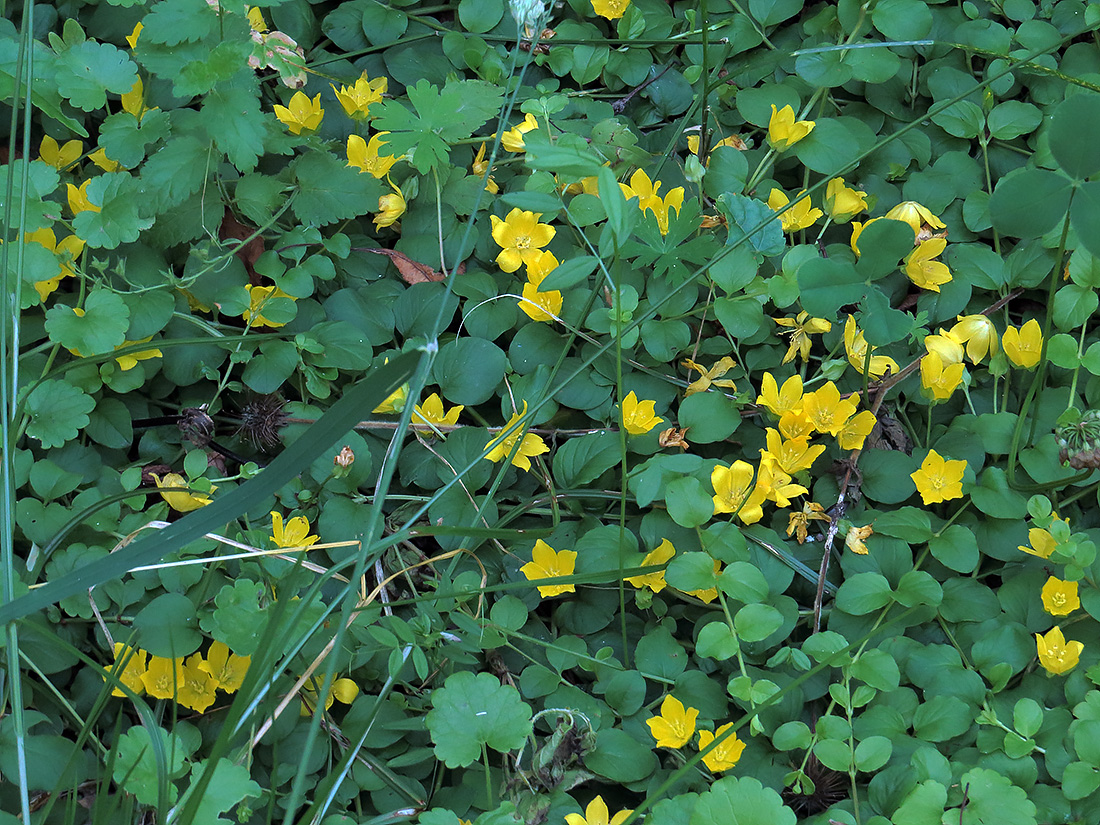 Изображение особи Lysimachia nummularia.