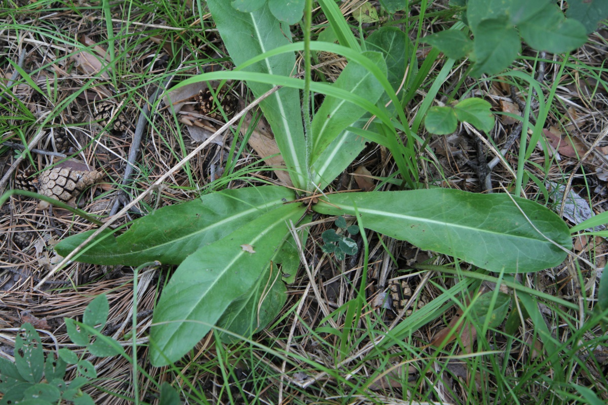 Изображение особи Trommsdorffia maculata.