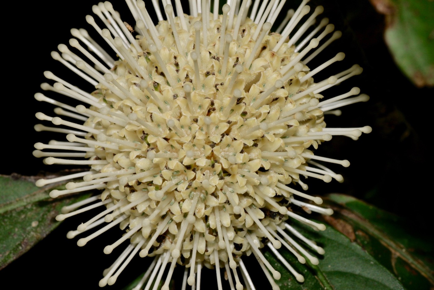 Image of Myrmeconauclea strigosa specimen.