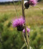 Cirsium helenioides. Соцветие. Республика Алтай, Онгудайский р-н, Семинский перевал, ≈ 1700 м н. у. м., луг перед опушкой кедрового леса. 27.07.2020.