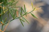 Asparagus subspecies purpureiensis