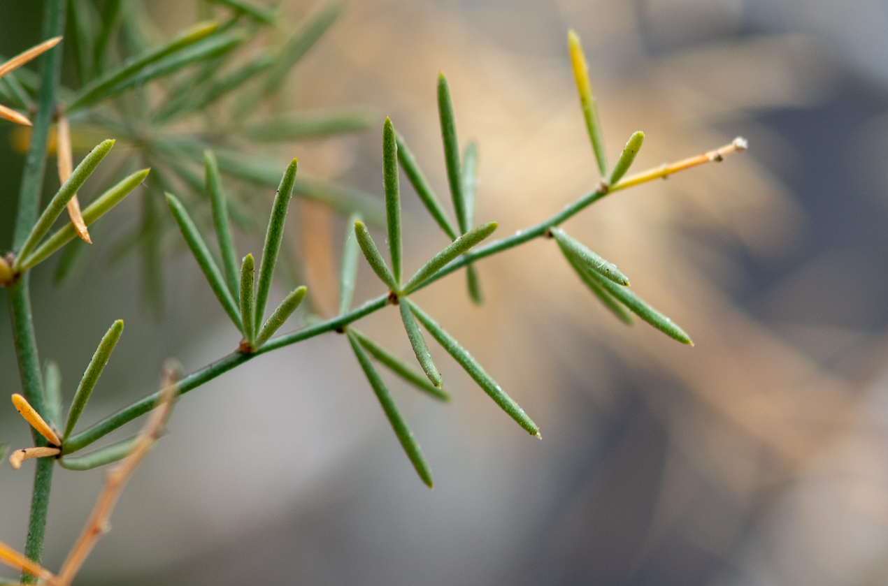 Изображение особи Asparagus nesiotes ssp. purpureiensis.