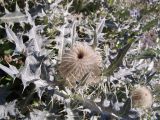 Cirsium cephalotes