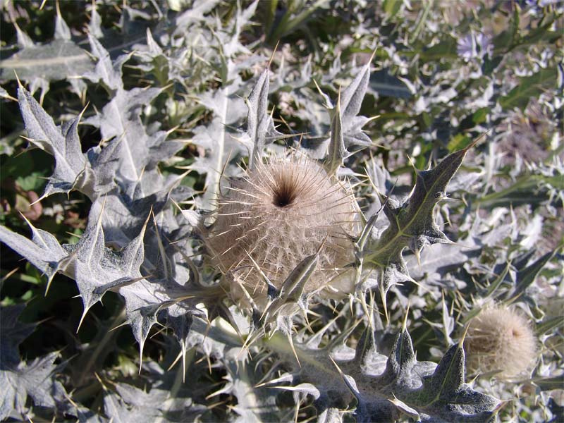 Изображение особи Cirsium cephalotes.