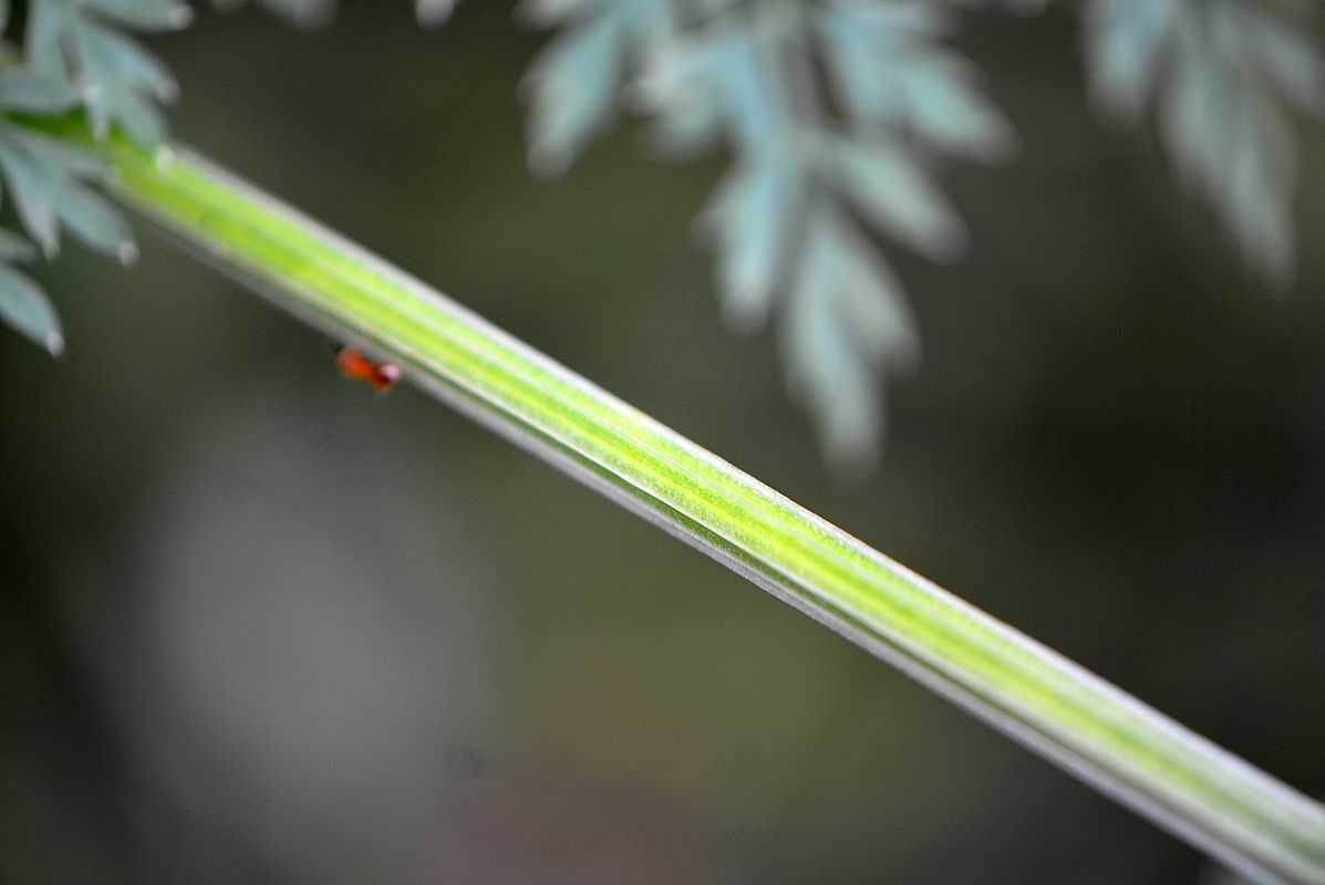 Изображение особи Selinum carvifolia.