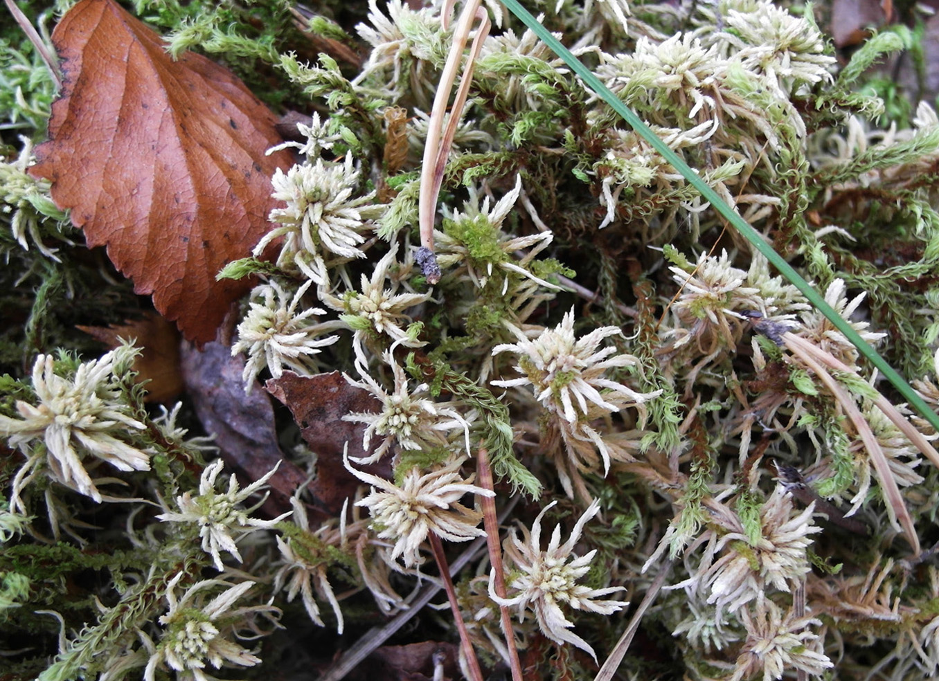 Image of genus Sphagnum specimen.