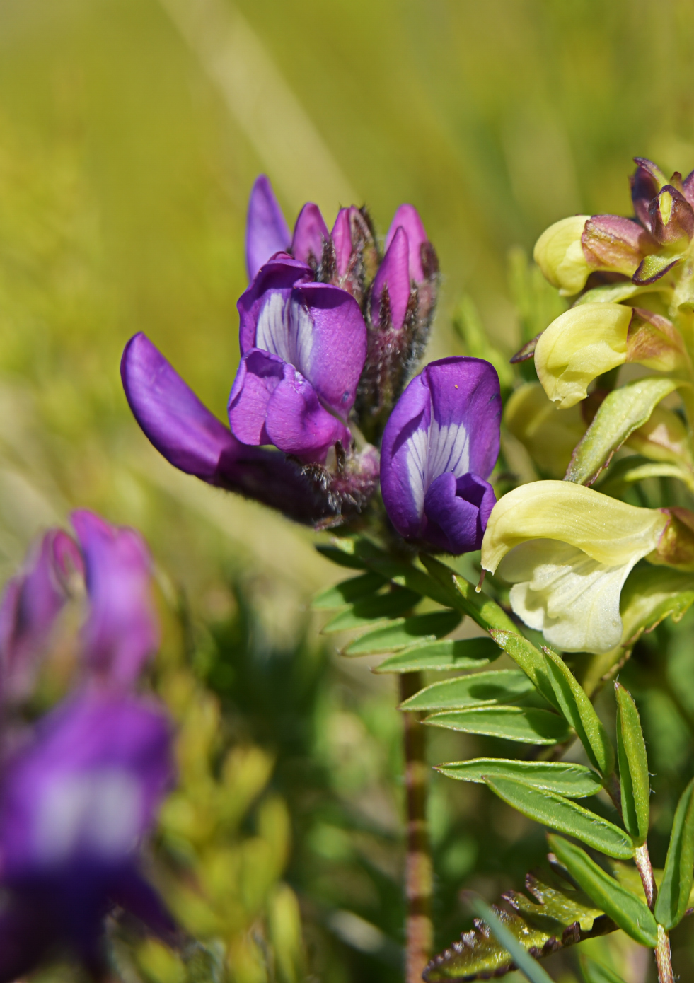 Image of Oxytropis karga specimen.