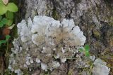 genus Peltigera