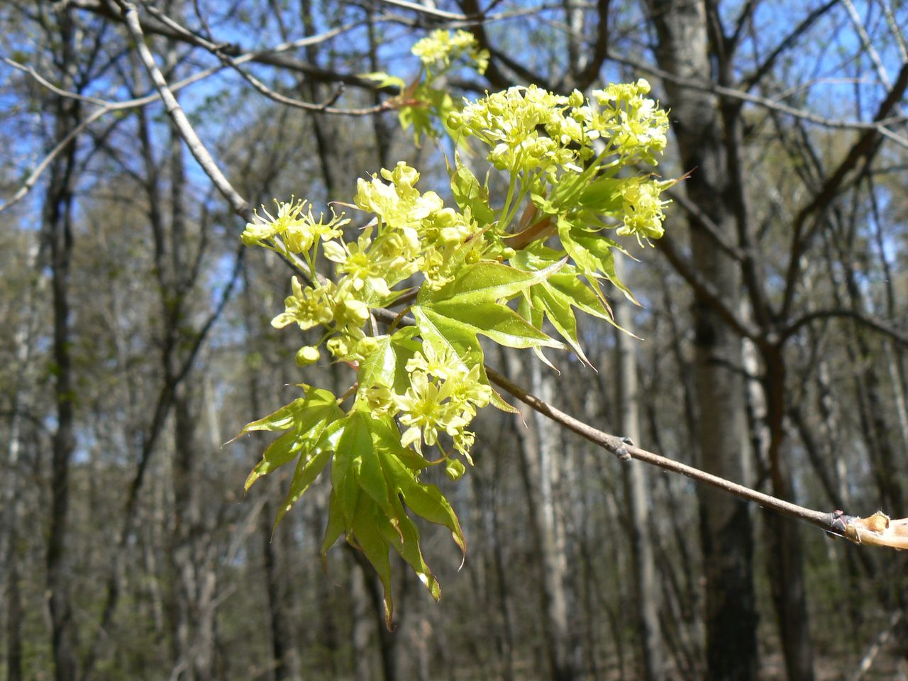 Image of Acer mono specimen.