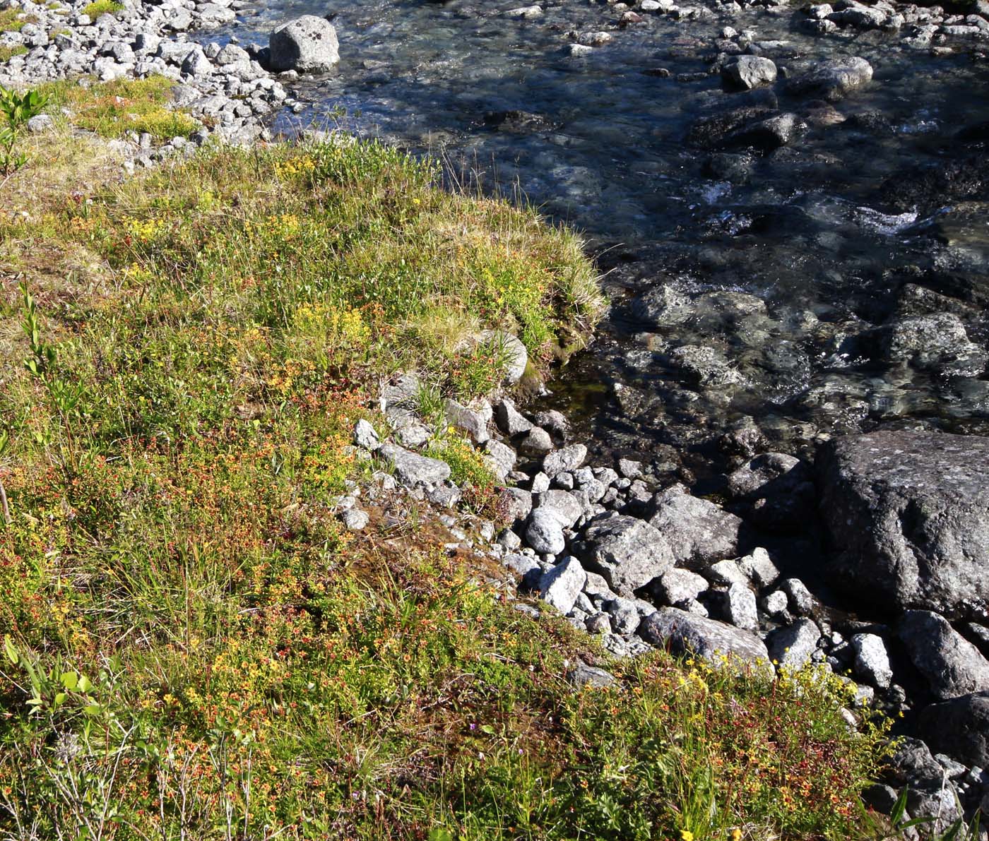 Изображение особи Saxifraga aizoides.