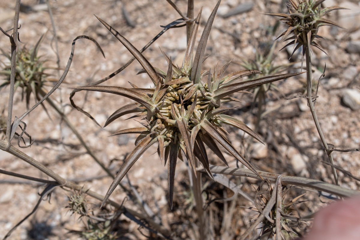 Изображение особи Exoacantha heterophylla.