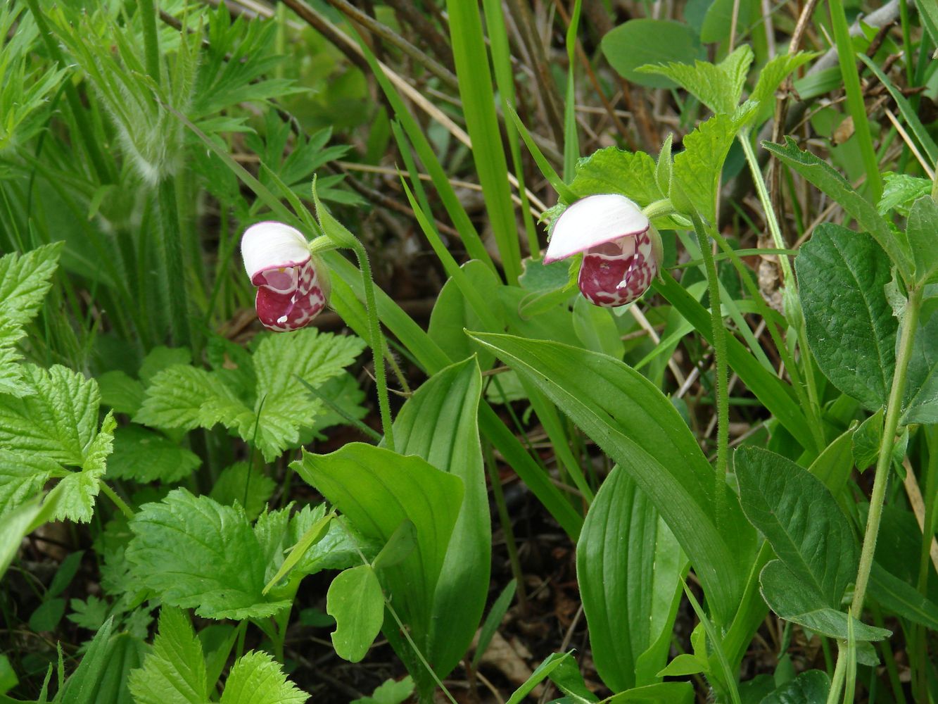 Image of Cypripedium guttatum specimen.