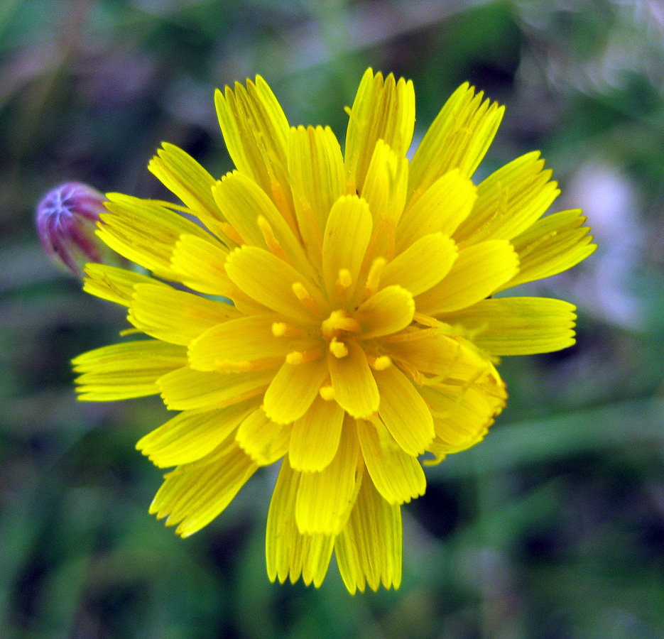 Image of Scorzoneroides autumnalis specimen.