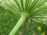 Heracleum leskovii