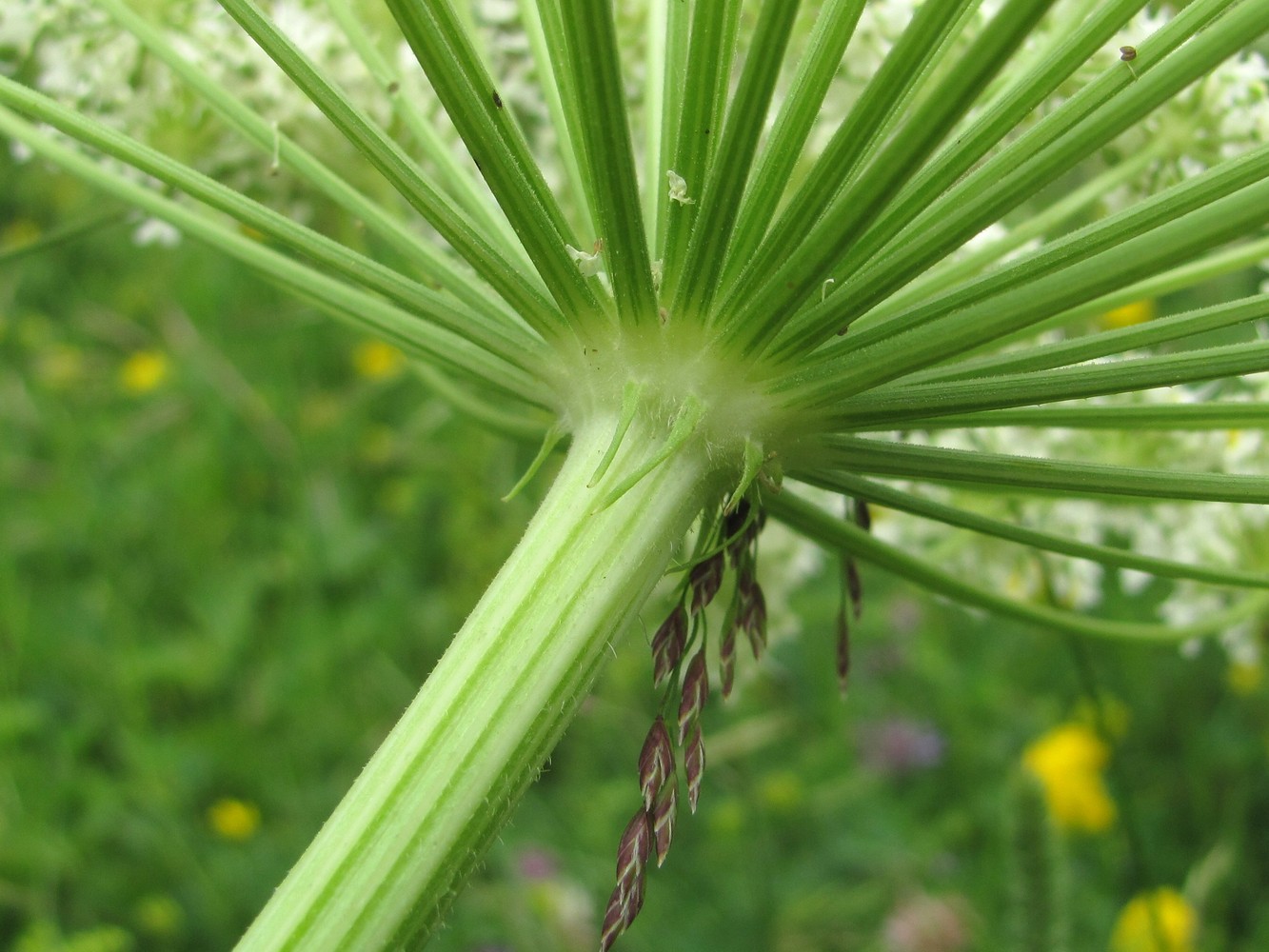 Image of Heracleum leskovii specimen.