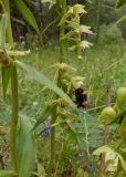Epipactis helleborine