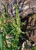 Rumex aquaticus