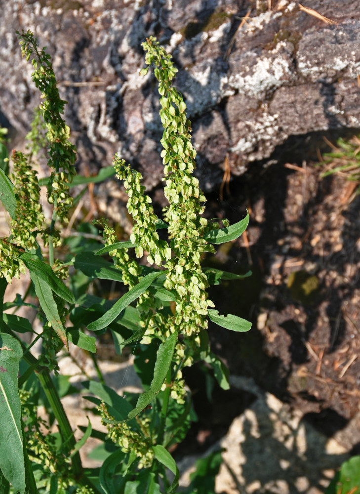 Изображение особи Rumex aquaticus.