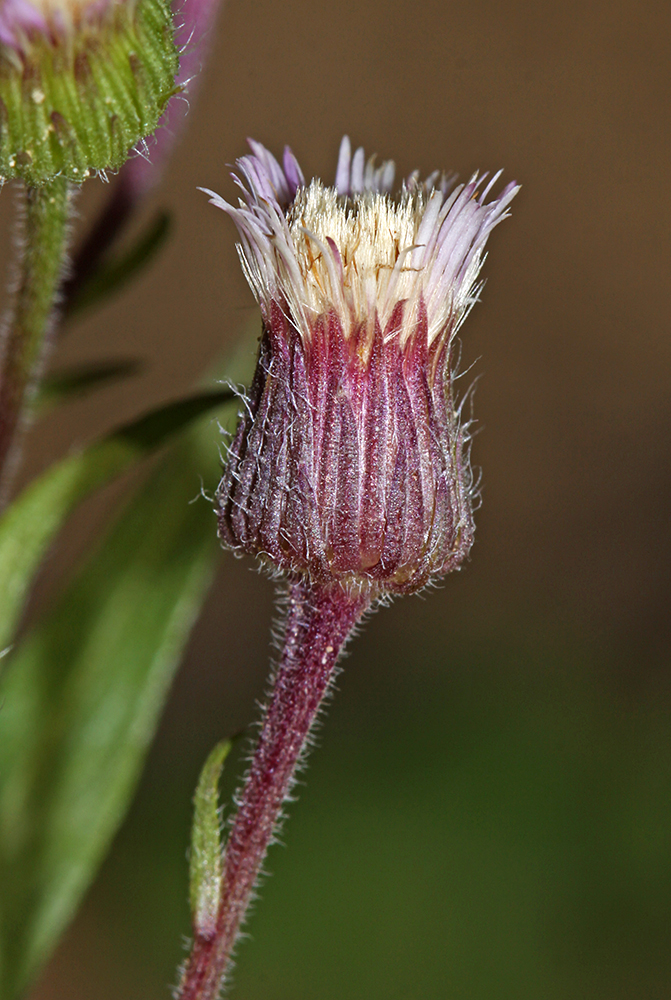 Image of Erigeron manshuricus specimen.