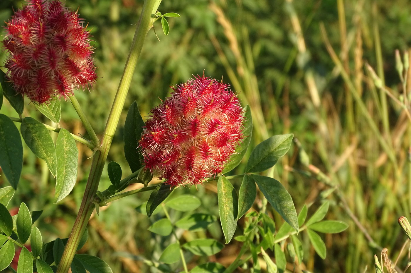 Изображение особи Glycyrrhiza echinata.