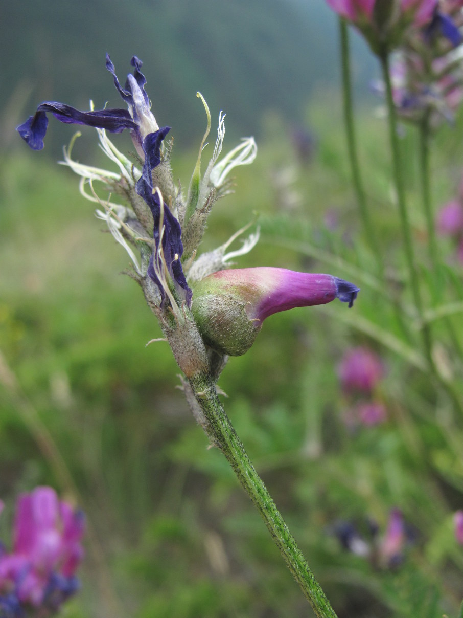 Изображение особи Astragalus onobrychis.