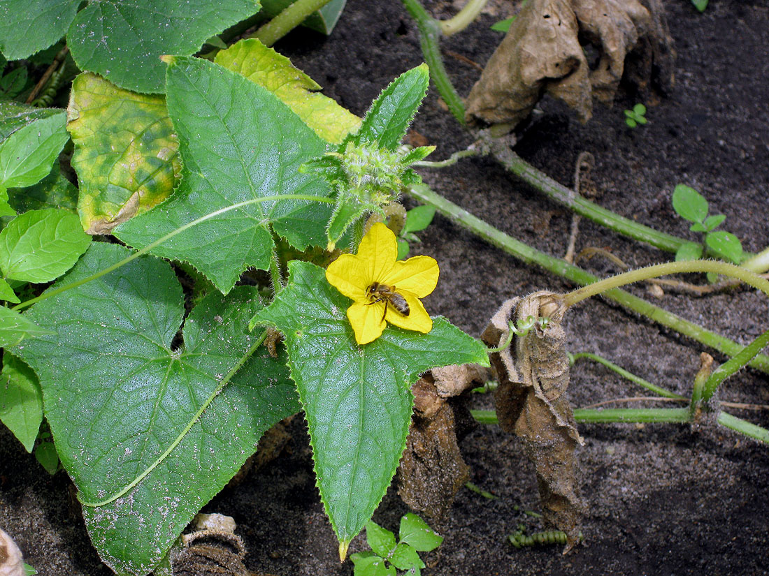 Изображение особи Cucumis sativus.