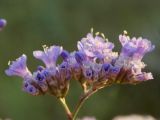 Limonium hypanicum