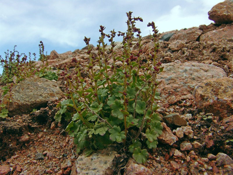 Image of Saxifraga cernua specimen.