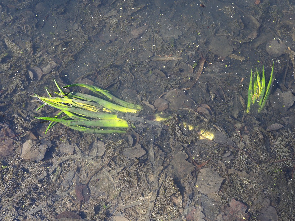 Image of Nuphar lutea specimen.