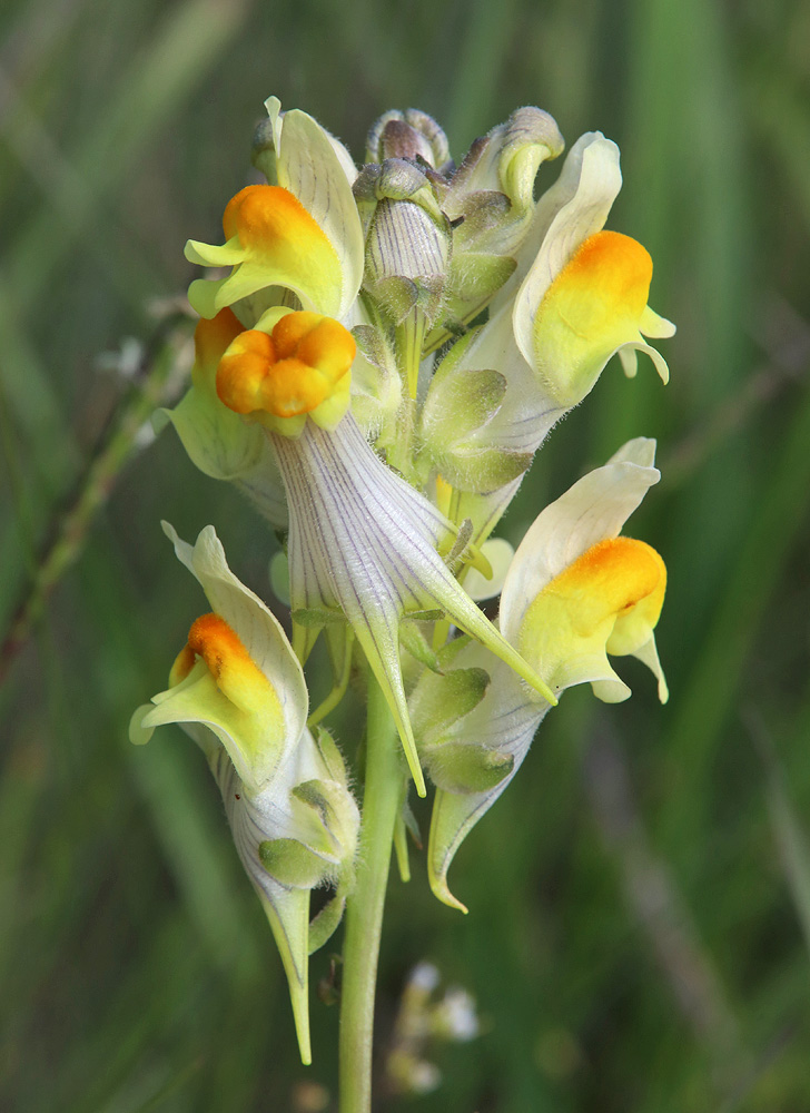 Image of Linaria macroura specimen.