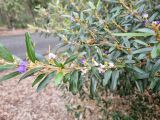 Hovea longipes