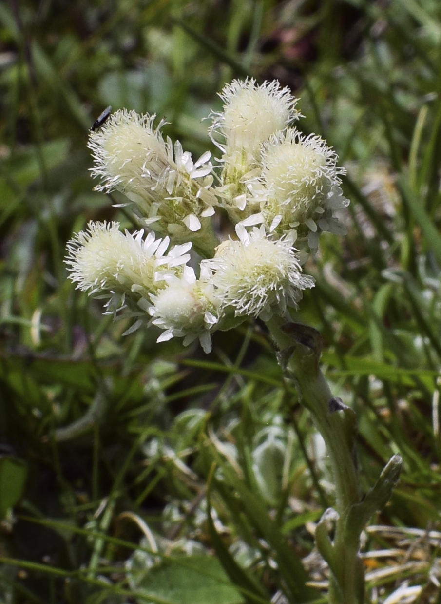 Изображение особи Antennaria dioica.