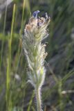 Oxytropis kungurensis. Отцветающее соцветие с завязавшимися плодами. Пермский край, Кунгурский р-н, окр. с. Каширино, долина р. Сылва, обнажение гипсов, слабо задернованный крутой склон. 06.06.2021.