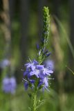 Veronica teucrium